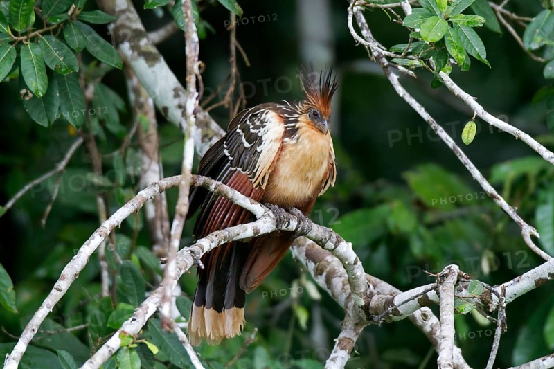 Hoatzin (Opisthocomus hoazin)