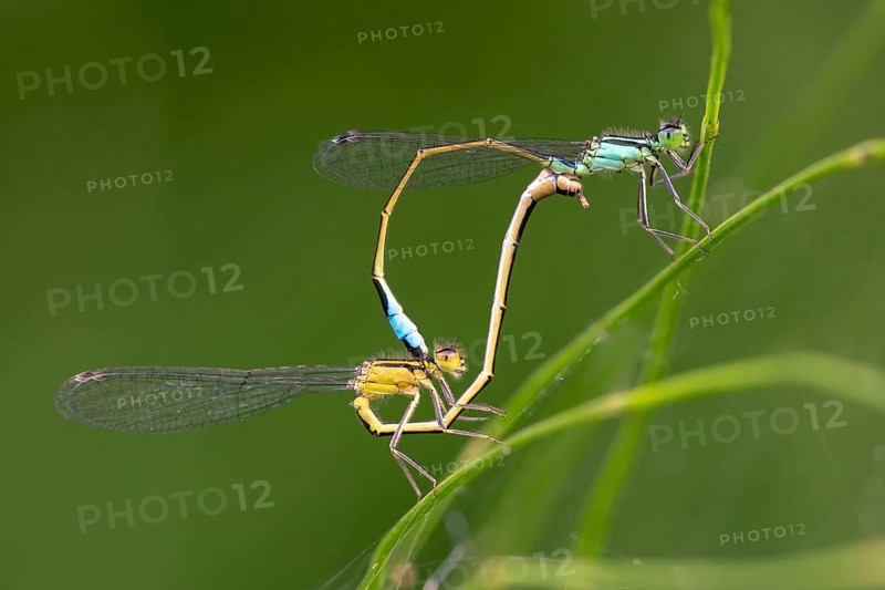 Blue-tailed damselflies (Ischnura elegans)