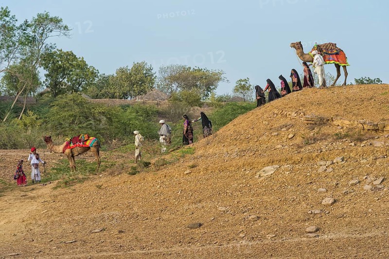 Rabari tribe people walking in the desert with a dromedary