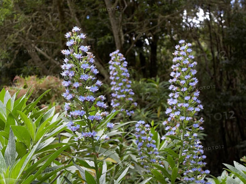 Blue Bugloss or Blueweed (Echium acanthocarpum)