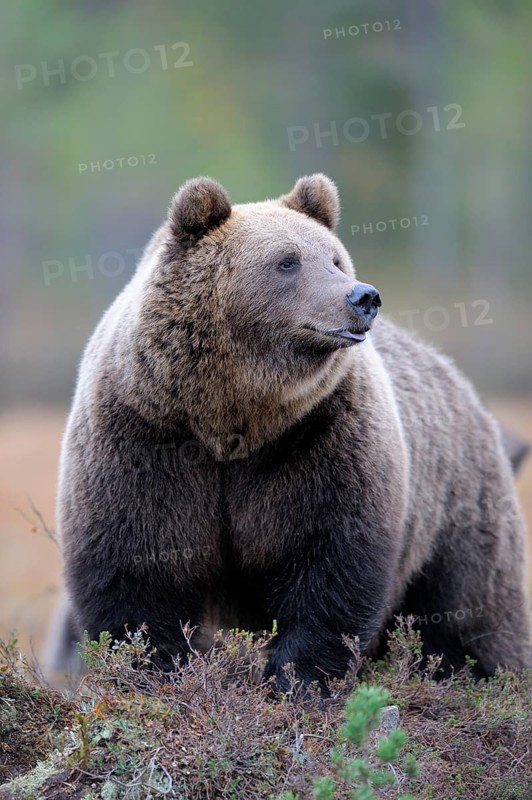 Brown Bear (Ursus arctos)