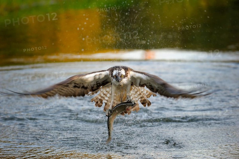 Osprey (Pandion haliaetus) in flight with Rainbow Trout (Oncorhynchus mykiss) as prey in the morning light