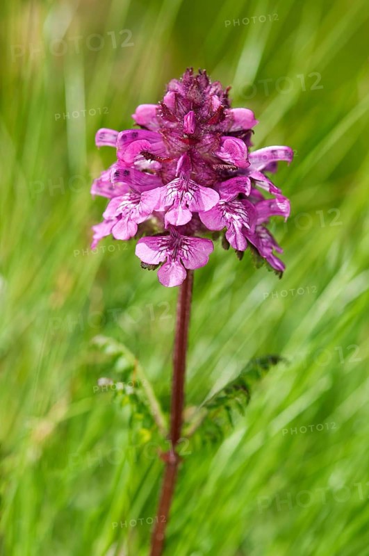 Verticillate lousewort (Pedicularis verticillata)