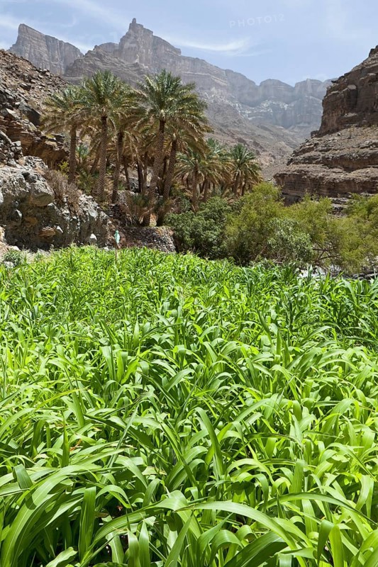 Oasis with date palms and green fields