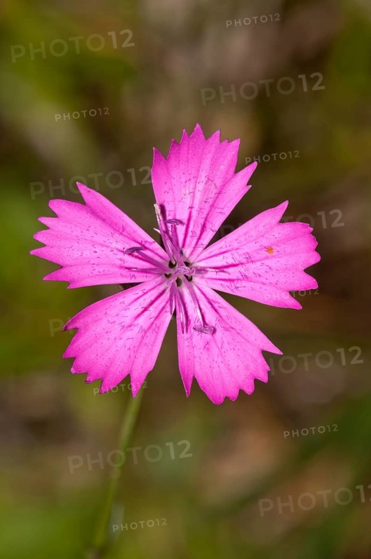 Single flower of Carthusian Pink (Dianthus carthusianorum)