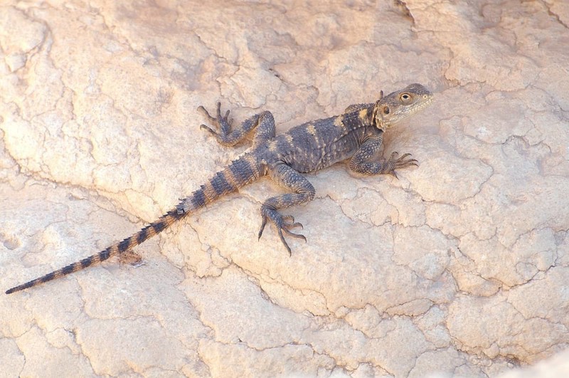 Egyptian Mastigure (Uromastyx aegyptia)
