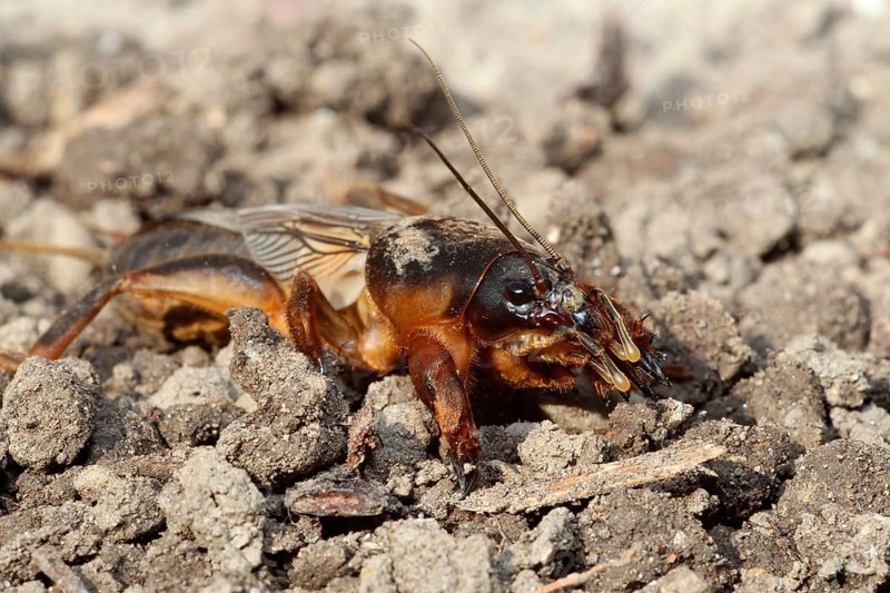 European Mole Cricket (Gryllotalpa gryllotalpa)