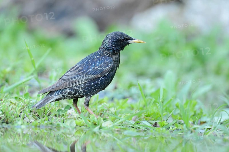 Starling (Sturnus vulgaris) standing beside a pond
