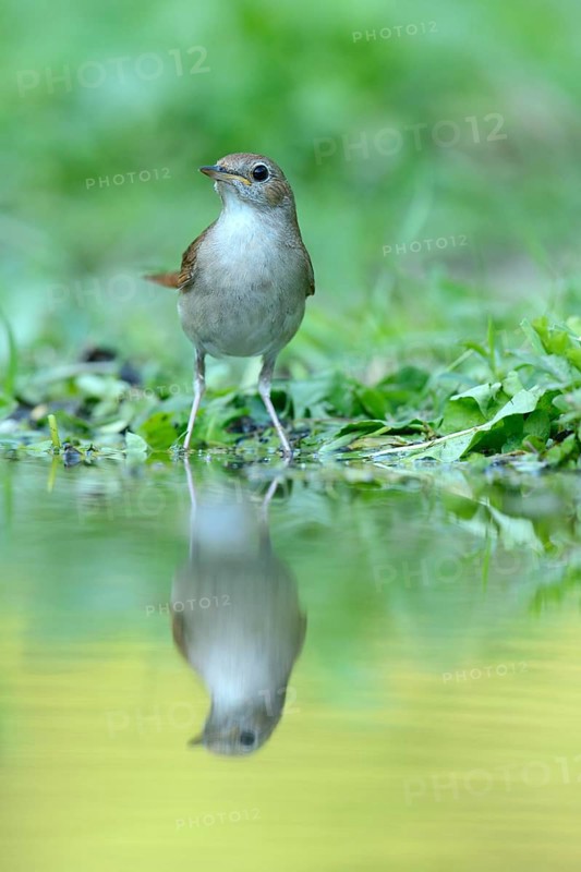 Nightingale (Luscinia megarhynchos) with its reflection in the water