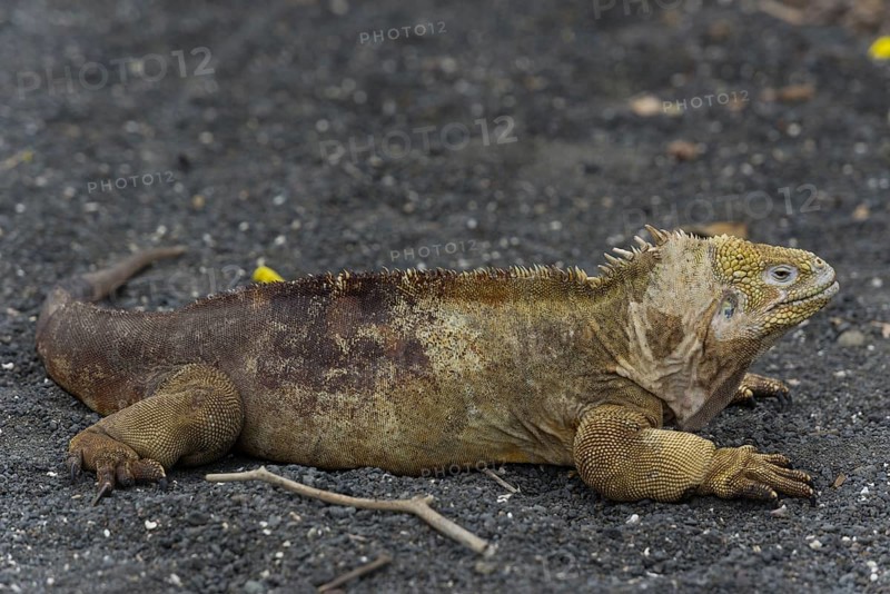 Galapagos Land Iguana (Conolophus subcristatus)