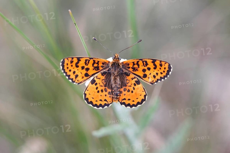 Spotted Fritillary (Melitaea didyma)