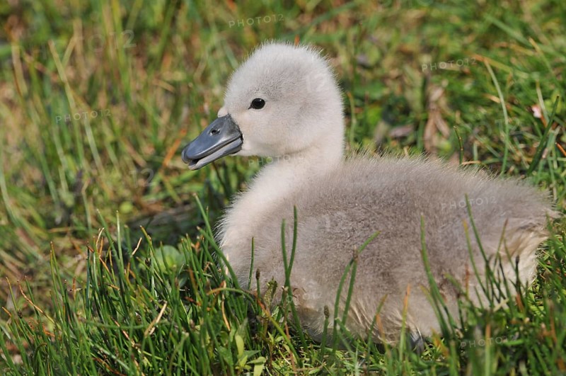 Mute Swan (Cygnus olor)