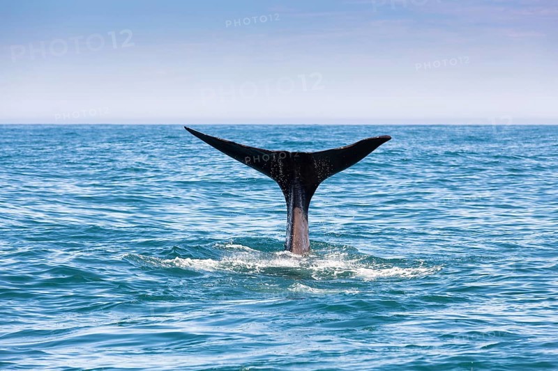 Fluke of a Sperm Whale (Physeter macrocephalus) while diving