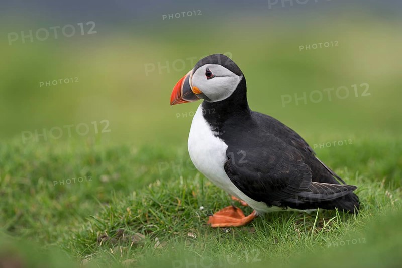 Puffin (Fratercula arctica)