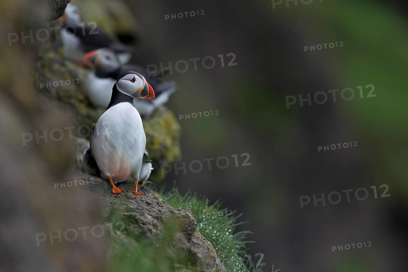 Puffin (Fratercula arctica)
