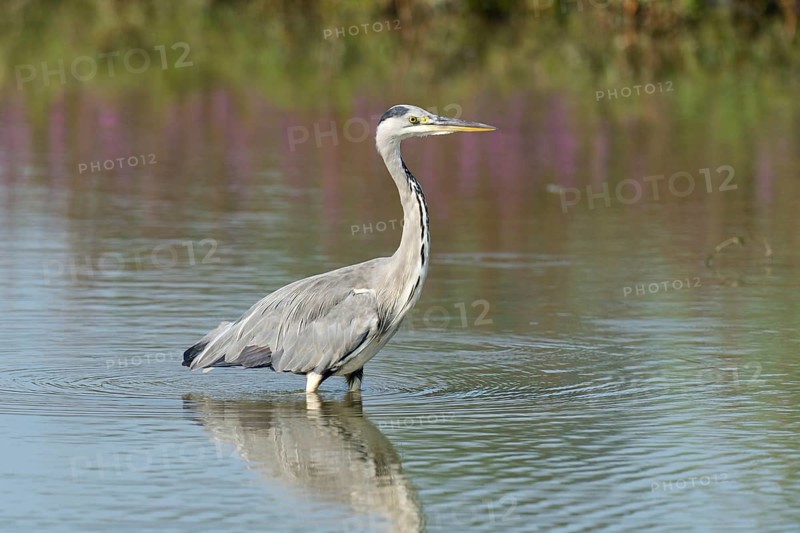 Grey Heron (Ardea cinerea)