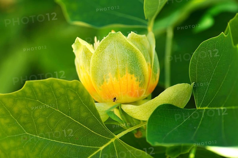 Tulip Tree (Liriodendron tulipifera)