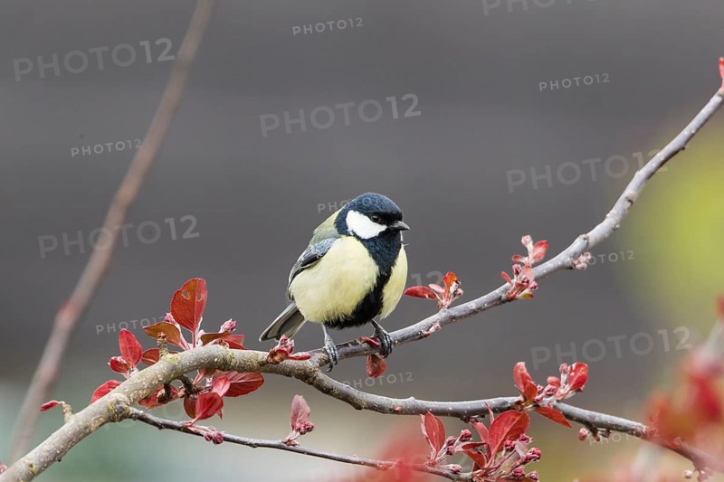 Great Tit (Parus major)