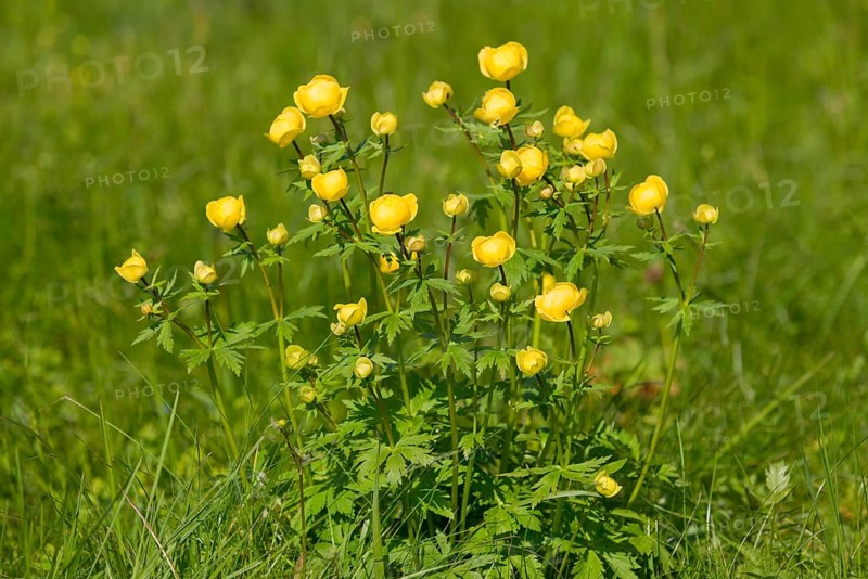 Globe Flower (Trollius europaeus)