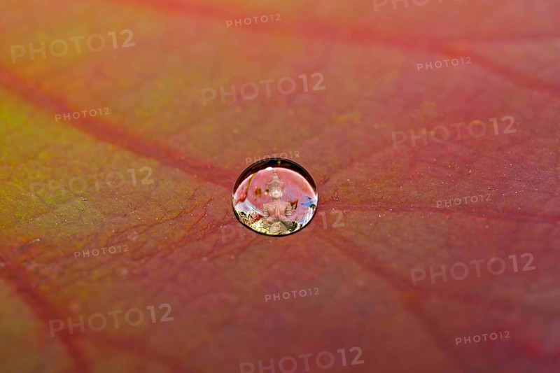 Buddha statue reflected in a drop of water on a lotus leaf