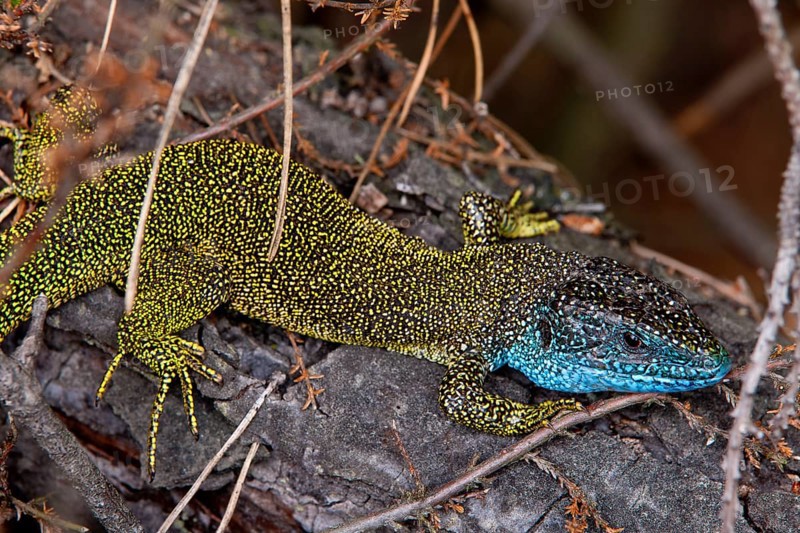 Eastern Green Lizard (Lacerta viridis)