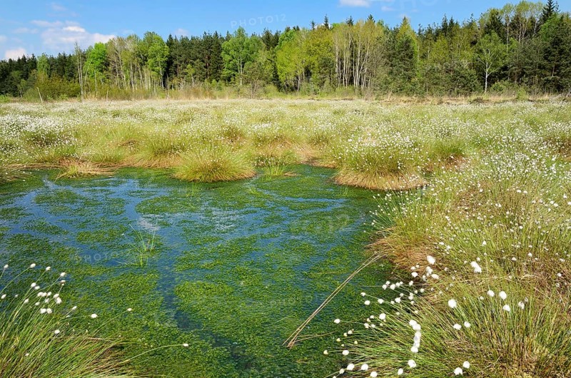 Flooded bog with blooming Hare's-tail Cottongrass