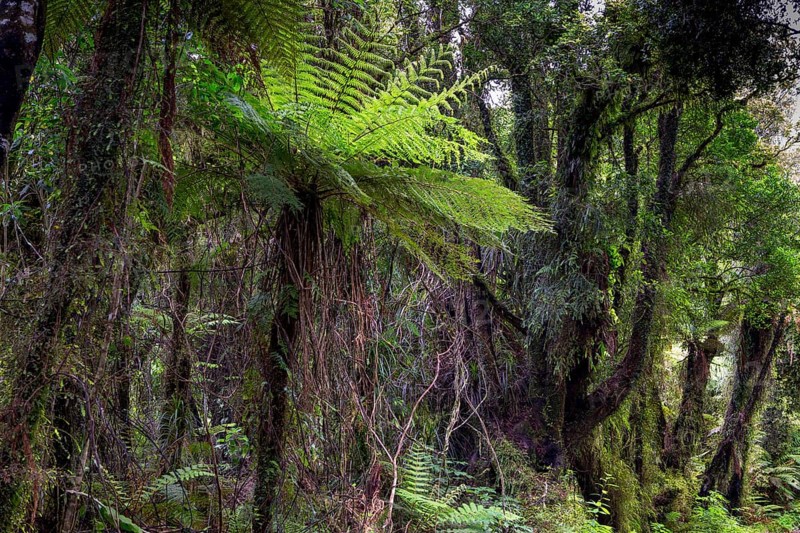 New Zealand jungle with Silver Ferns (Cyathea dealbata)