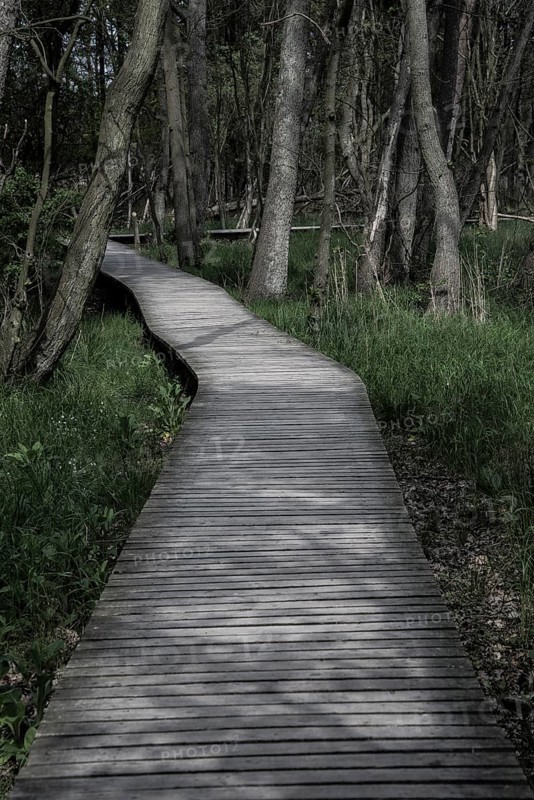 Boardwalk through the forest