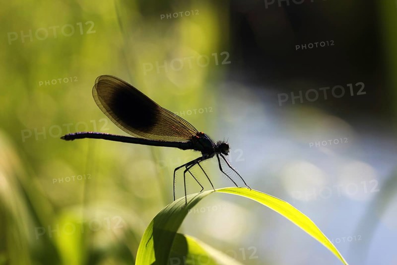 Beautiful Demoiselle (Calopteryx virgo)