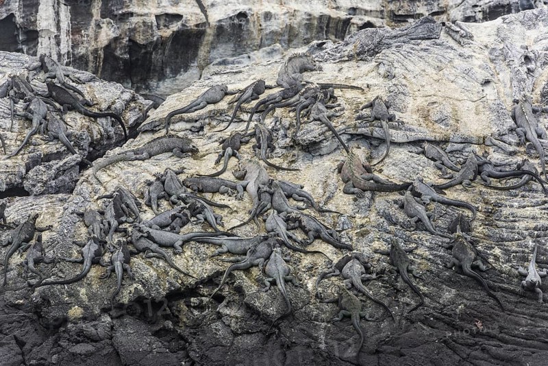 Rocks on the coast with a large colony of Marine Iguanas (Amblyrhynchus cristatus)