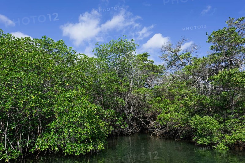 Sea channel overgrown with mangroves