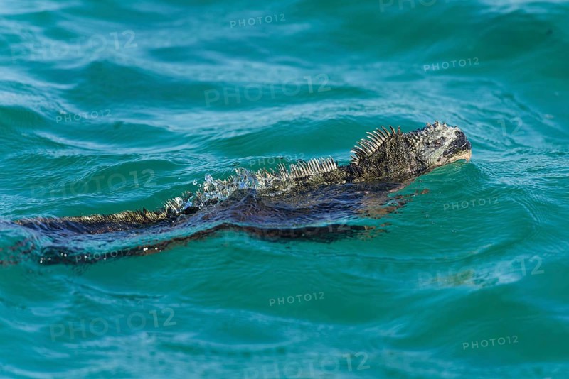 Marine Iguana (Amblyrhynchus cristatus) swimming in the sea