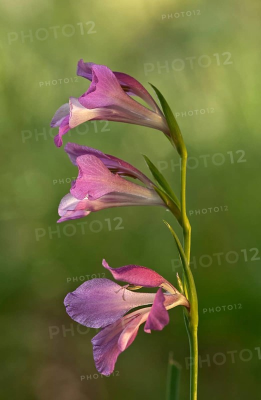 Italian Gladiolus