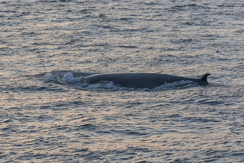 Bryde's Whale (Balaenoptera brydei)