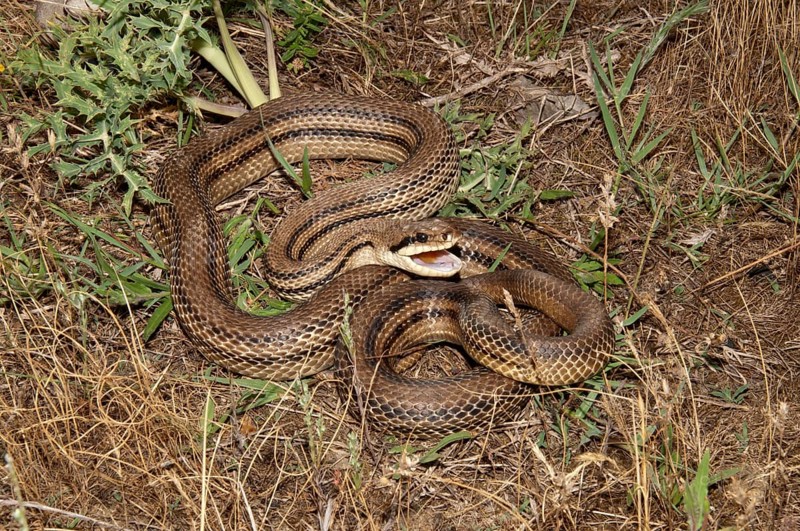 Four-lined Snake (Elaphe quatorlineata) in a defensive position