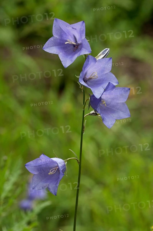 Peach-leaved Bellflower (Campanula persicifolia)