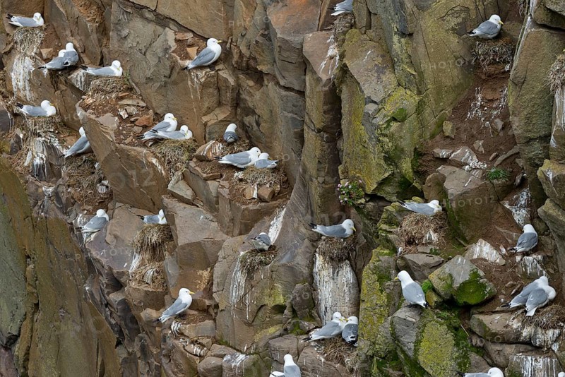 Nesting Black-legged Kittiwakes(Rissa tridactyla) in a cliff