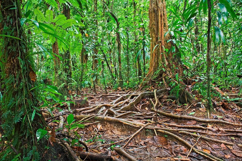 Rainforest
