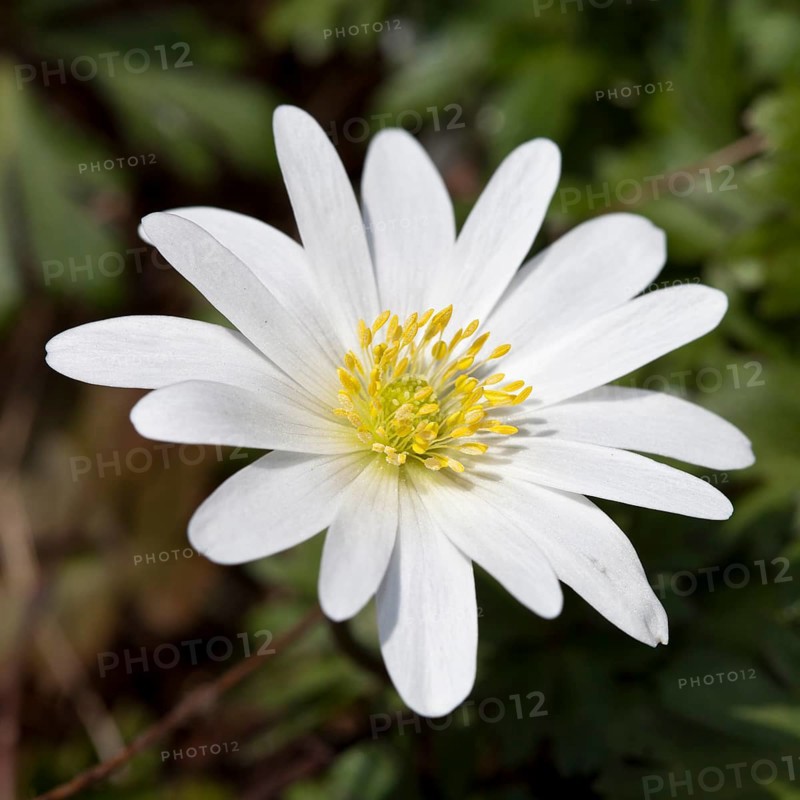 Grecian Windflower (Anemone blanda 'White Splendour')