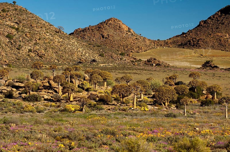 Forest of Quiver Trees or Kokerbooms (Aloe dichotoma) in the visitors' garden