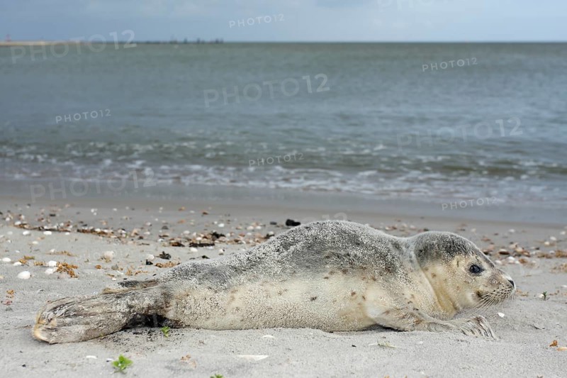 Harbour Seal (Phoca vitulina)