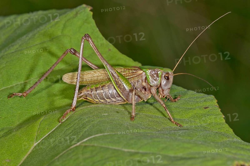 Wart-biter Cricket (Decticus verrucivorus) on the leaf of a Butterbur