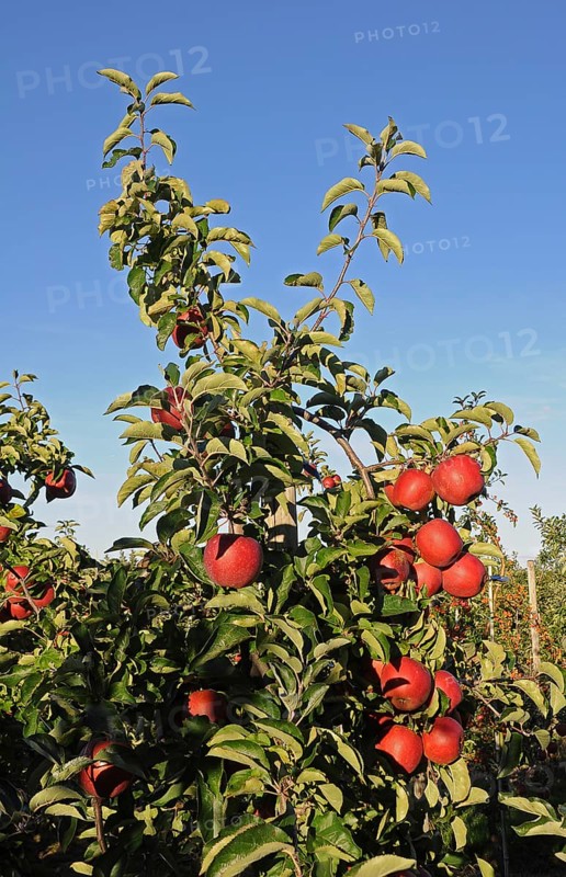 Apple tree with red apples