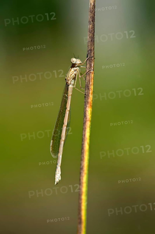 Common Winter Damselfly (Sympecma fusca)