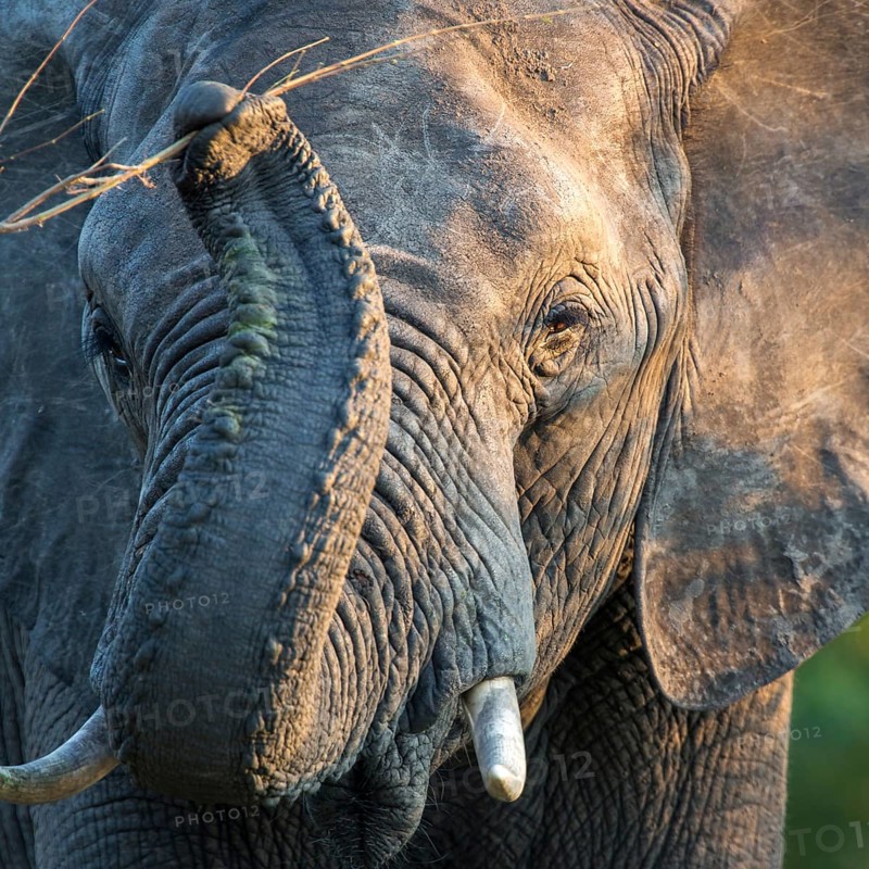 African elephant (Loxodonta africana) raises trunk and grabs branch
