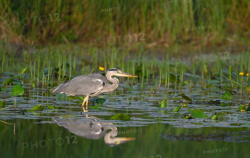 Grey heron (Ardea cinerea) stands in the water in the bank area