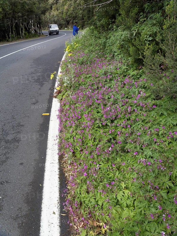 Giant Geranium (Geranium canariense) growing on the roadside