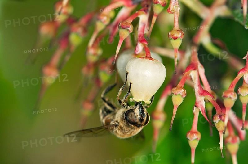 Short-tongued Hoverfly (Villa spec.) drinking from a flower of the Western Strawberry Tree (Arbutus unedo)