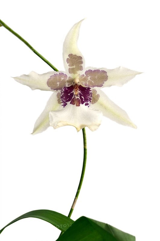 Flowering Tahoma Glacier Beallara hybrid orchid