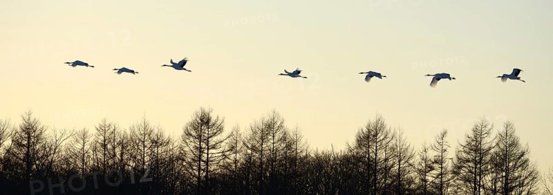 Red-crowned Cranes